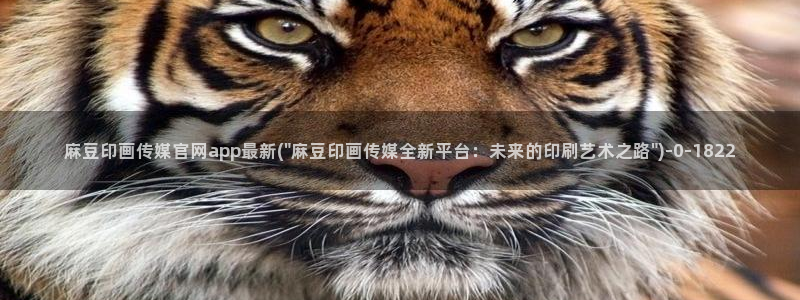 麻豆视频内容质量